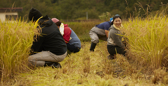 正在收割水稻的农民图片