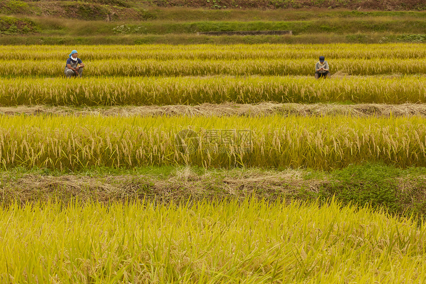 稻田里的农民形象图片