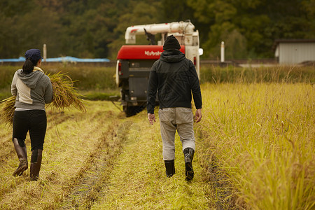 正在收割水稻的农民图片