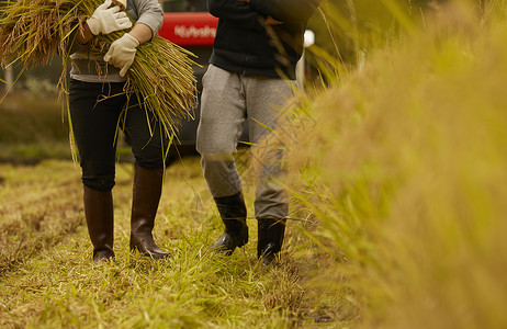 农民收获水稻行走在农田特写图片