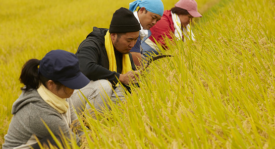 田间割麦子的农民图片