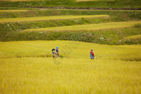 田间行走的农民远景图片