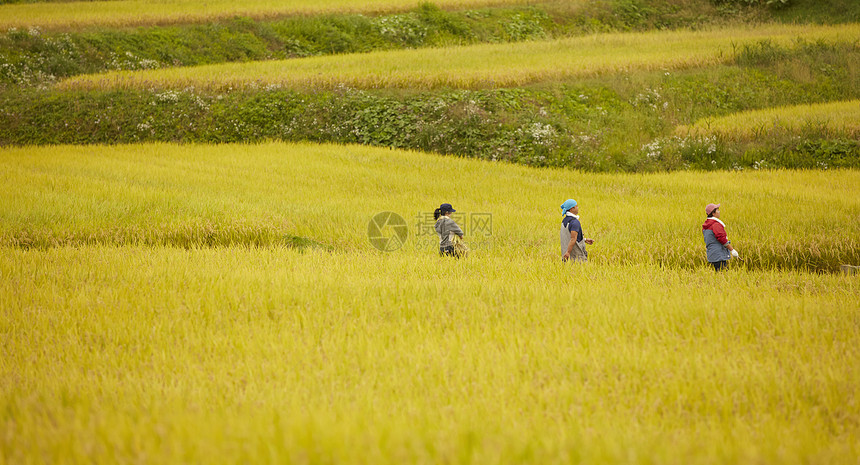 田间行走的农民远景图片