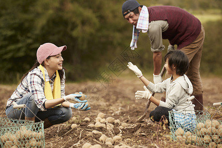一家人在地里挖土豆农业高清图片素材