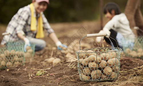 一家人在地里挖土豆助手高清图片素材