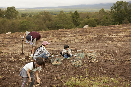 一家人在地里挖土豆菜地高清图片素材