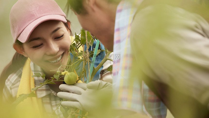 女人在田里摘西红柿图片