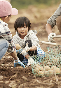 一家人在地里挖土豆工作高清图片素材