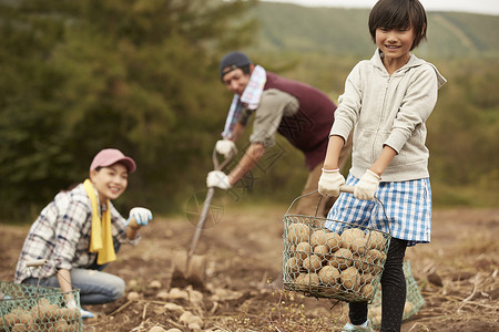 一家人在地里挖土豆收获高清图片素材
