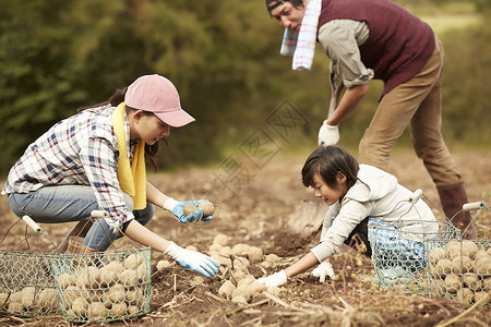 一家人在地里挖土豆马铃薯田高清图片素材