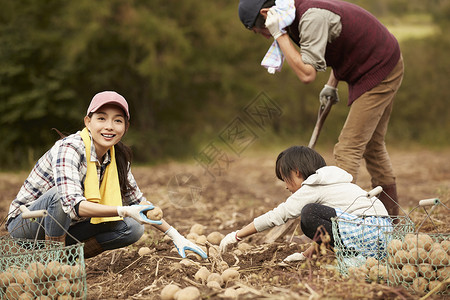 一家人在地里挖土豆乡村高清图片素材