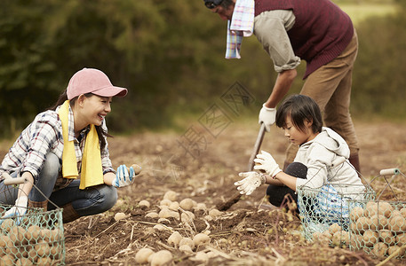 一家人在地里挖土豆乡村生活高清图片素材