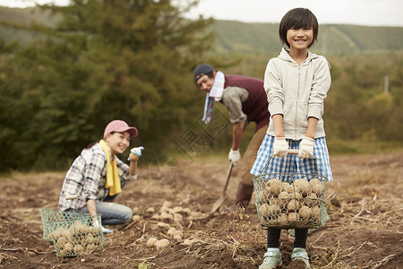 一家人在地里挖土豆乡村高清图片素材