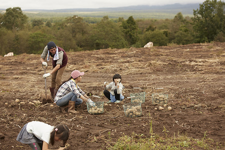 一家人在田地里收土豆4人高清图片素材