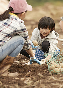 一家人在田地里收土豆高清图片