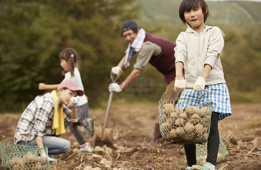 一家人在田地里收土豆