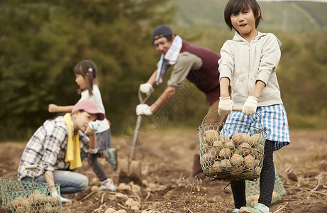 收庄稼男孩一家人在田地里收土豆背景