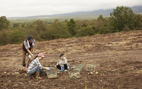 一家人在地里挖土豆清澈高清图片素材