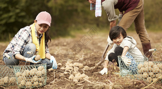 一家人在地里挖土豆职业高清图片素材