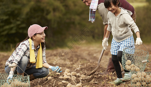 一家人在地里挖土豆丰收高清图片素材