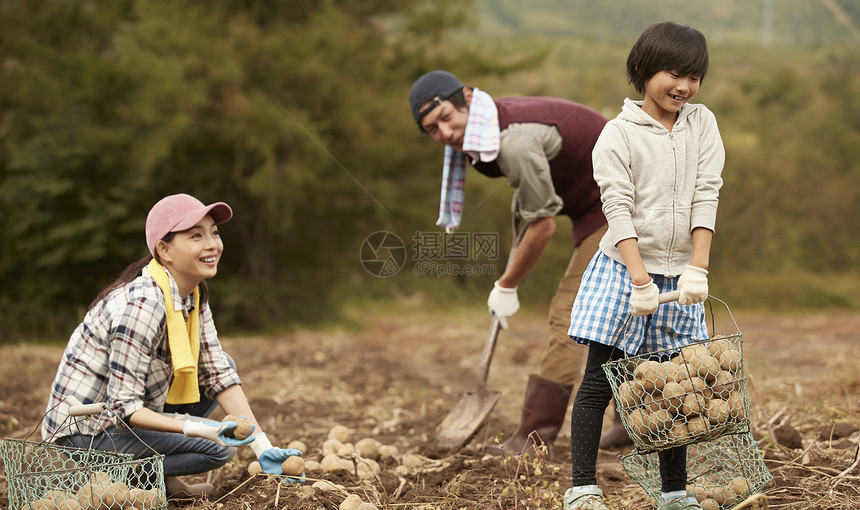 一家人在地里挖土豆图片