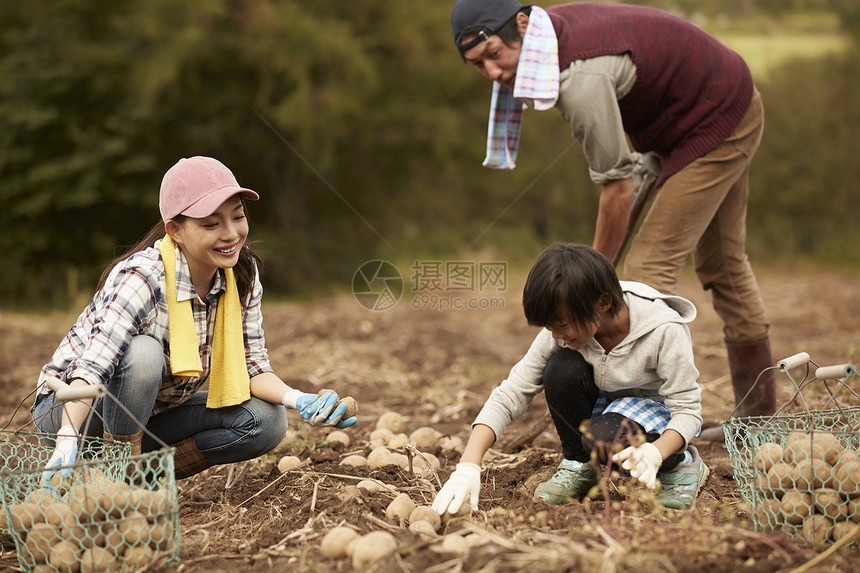 一家人在地里挖土豆图片