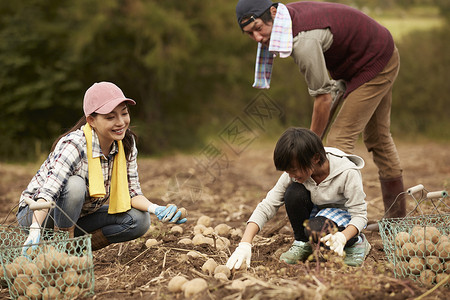 一家人在地里挖土豆儿童高清图片素材