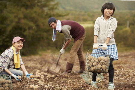 女孩在领域一家人在地里收土豆背景