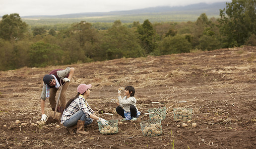 一家人在田地里收土豆原野高清图片素材