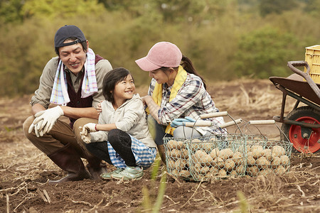一家人在田地里收土豆孩子高清图片素材