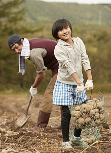 一家人在田地里收土豆挖土豆高清图片素材