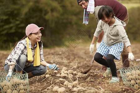 一家人在田地里收土豆家庭高清图片素材