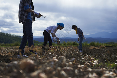 瓦砾领域农舍产业工人收获蔬菜背景