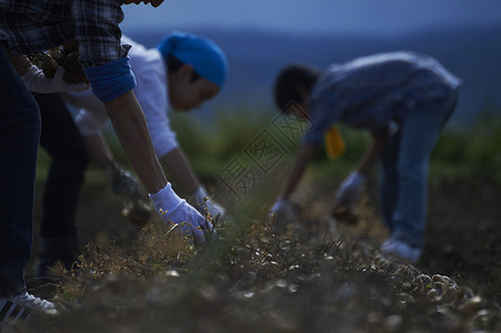 青年人体验农业种植图片