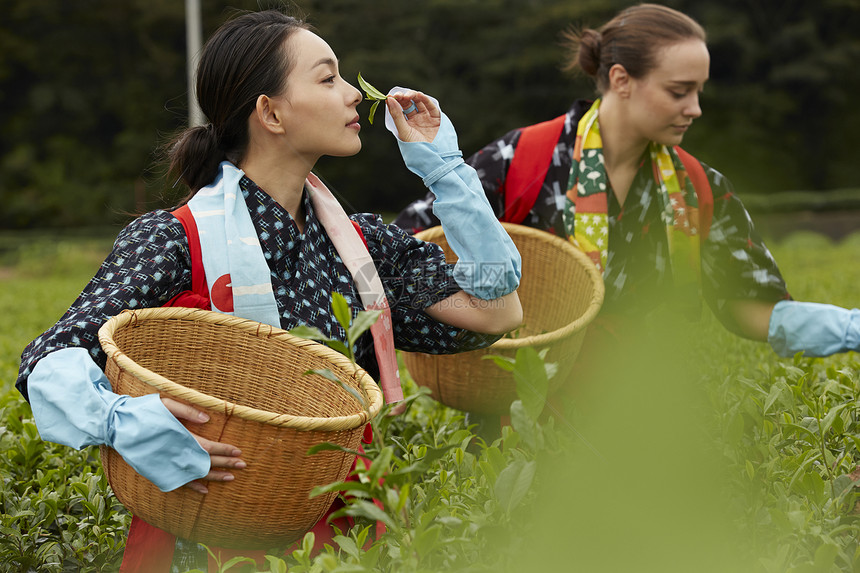 采茶女在采摘茶叶图片