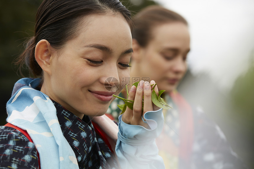 采茶女在采摘茶叶图片