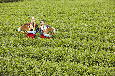 采摘茶叶的妇女背景图片