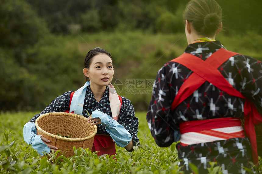  采摘茶的女性图片