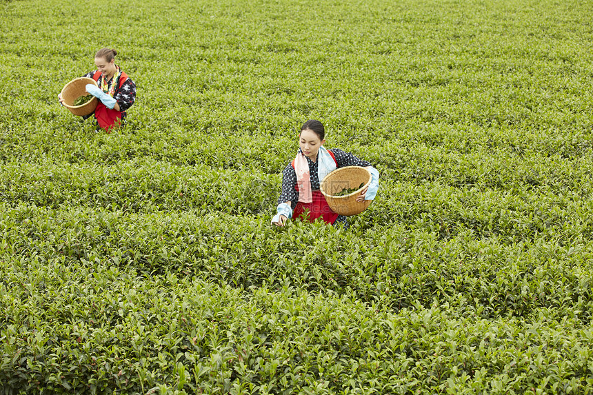  茶田里的两名女性在采茶图片