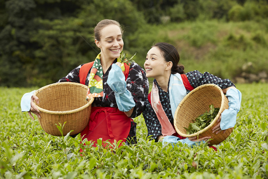  看茶叶的女性图片