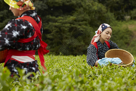  采摘茶叶的女性图片