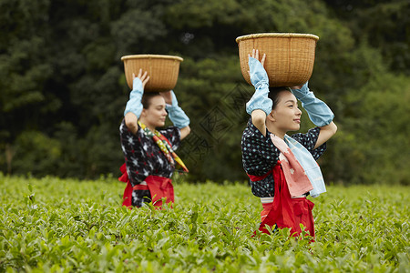   头顶竹筐的两名女性走在茶田里图片