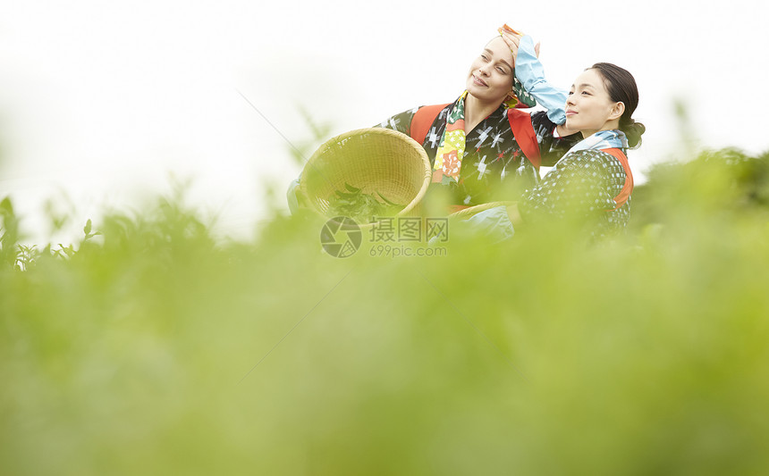   采摘茶叶的两名女性图片