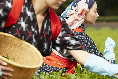  采摘茶的日本女性图片