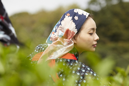  采摘茶叶的日本女性图片