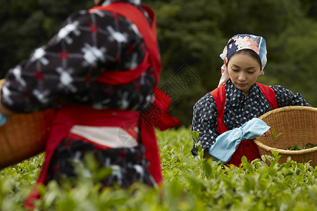  采摘茶的日本妇女图片