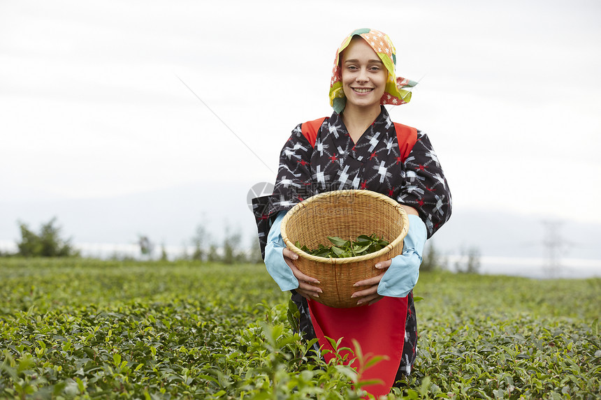 外国女性抱着竹筐的采茶图片