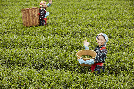 采摘茶叶的女人图片