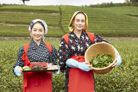 采摘茶叶的女人图片