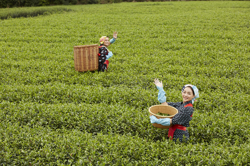 采摘茶叶的女人图片